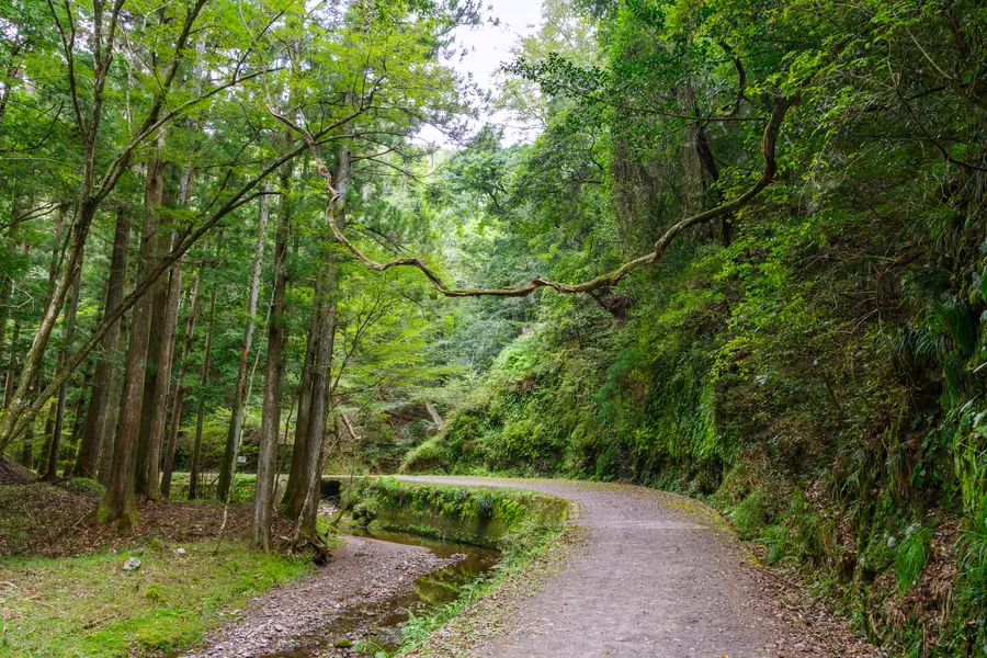 新緑の中の阿寺の七滝の散策路
