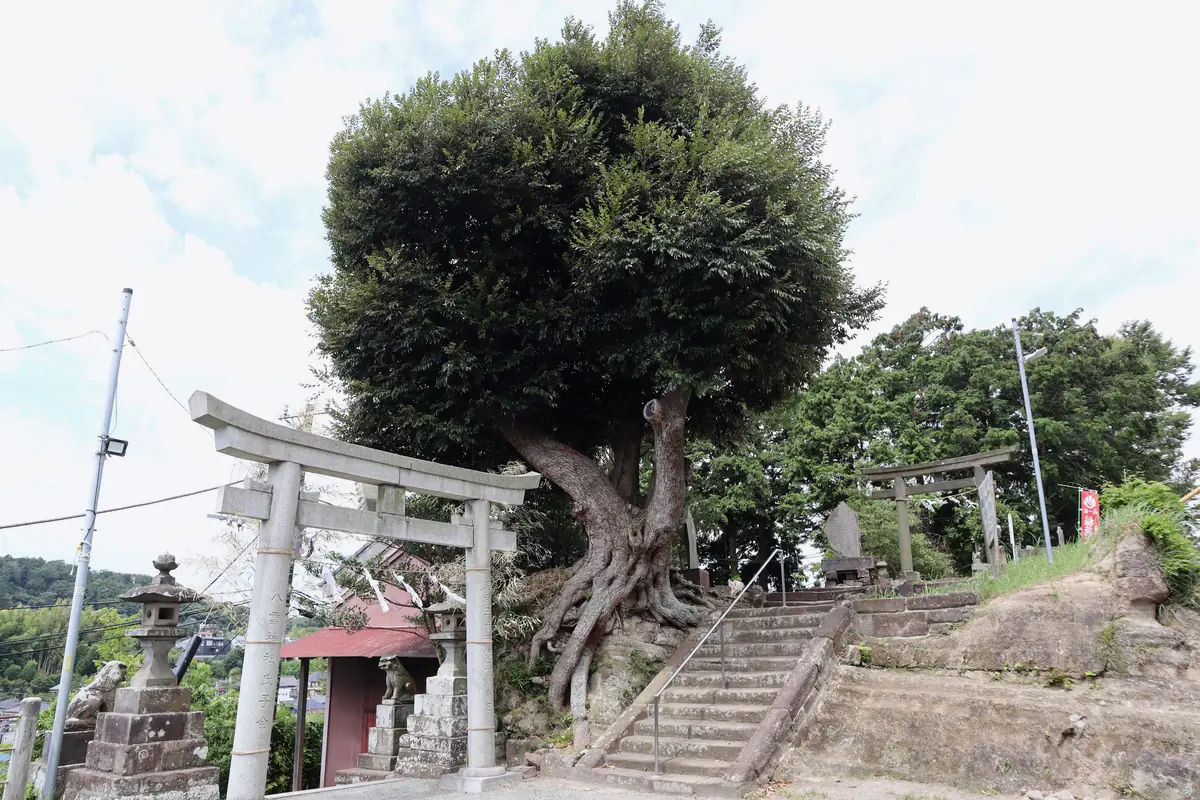八雲神社の境内