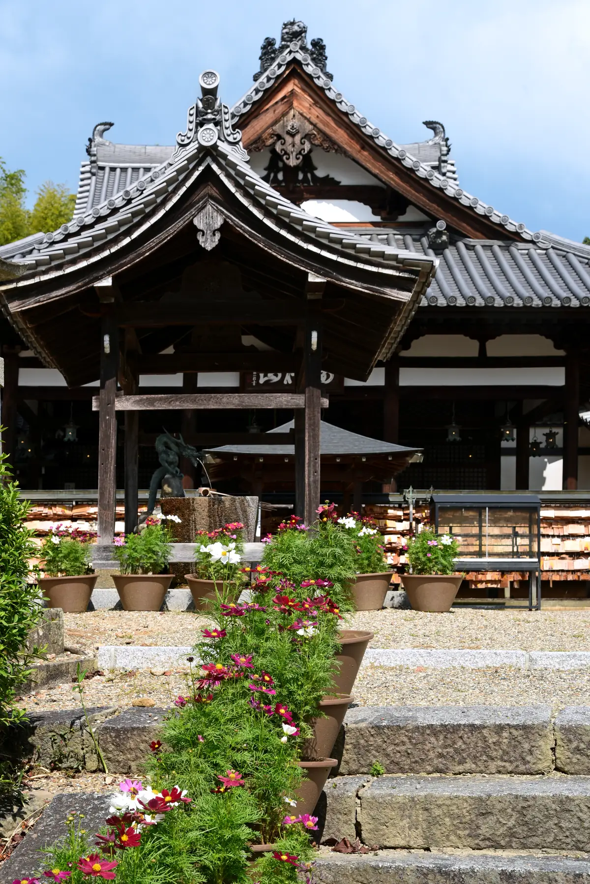 安倍文殊院の本堂とコスモスの鉢
