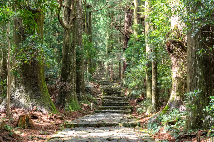 杉の巨木に挟まれた、熊野古道・大門坂の石畳