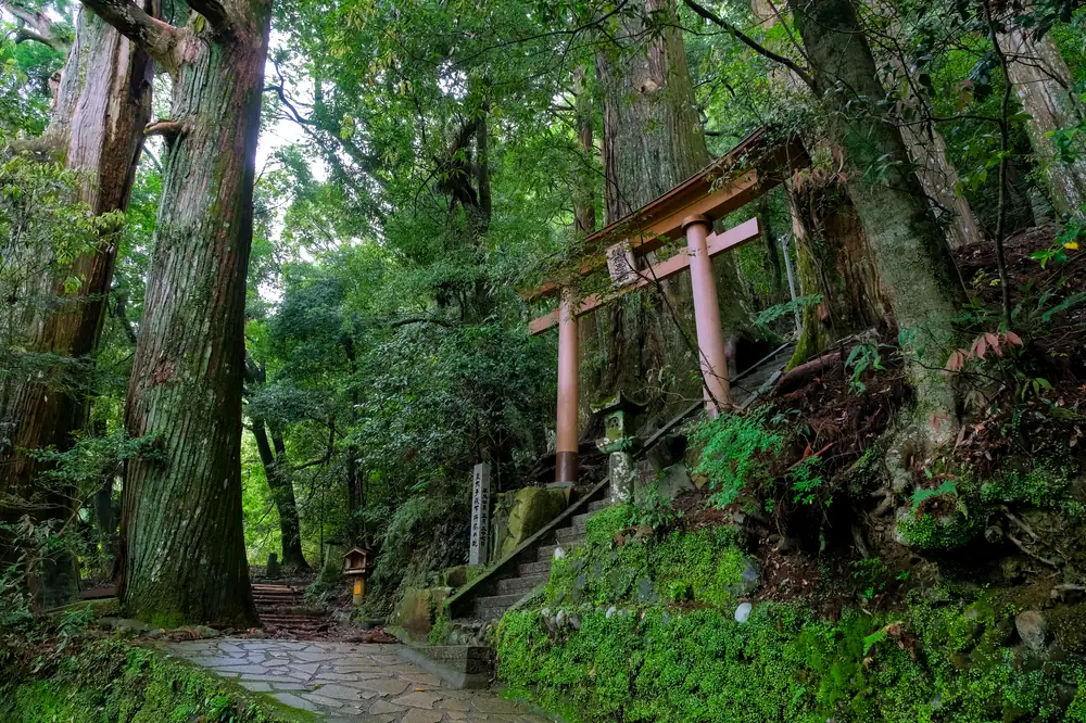 巨杉に囲まれた継桜王子の鳥居と石段