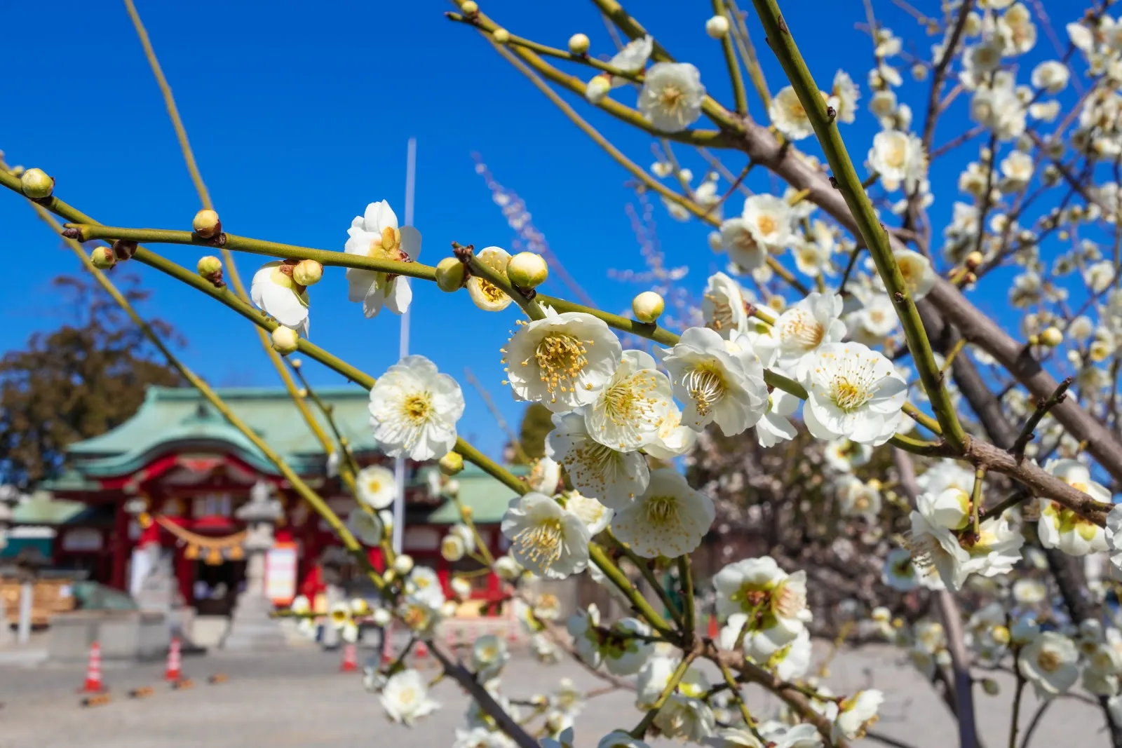 上野天満宮　梅の花