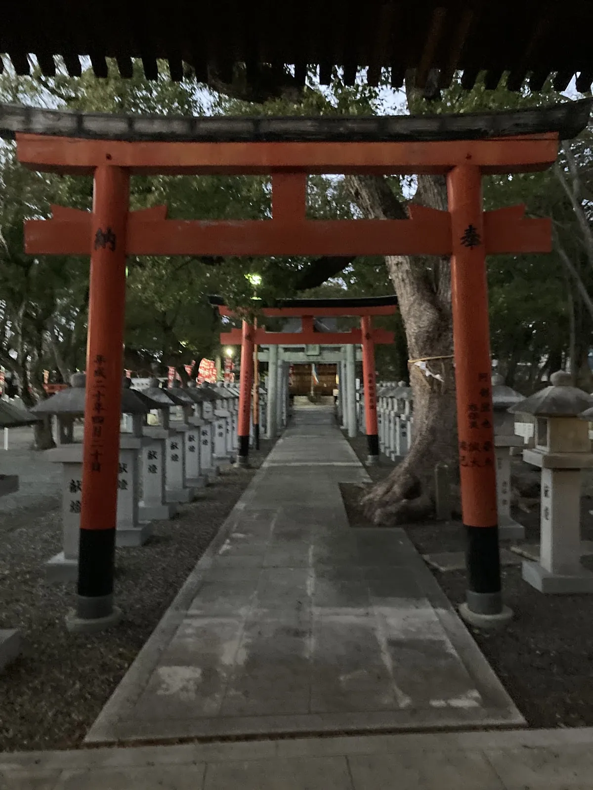 信太森葛葉稲荷神社　連続鳥居